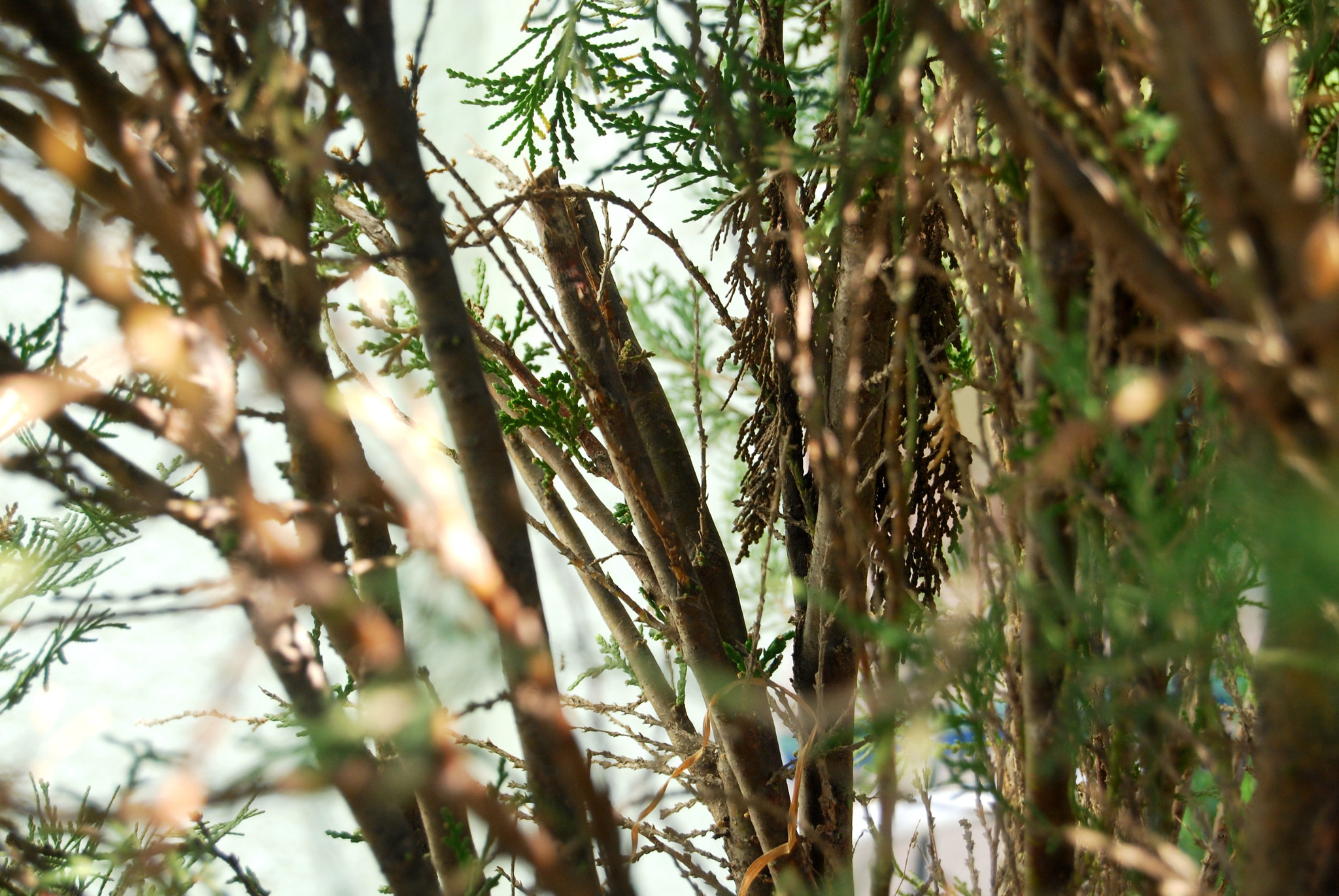 Nikon D40X sample photo. Branches of life photography