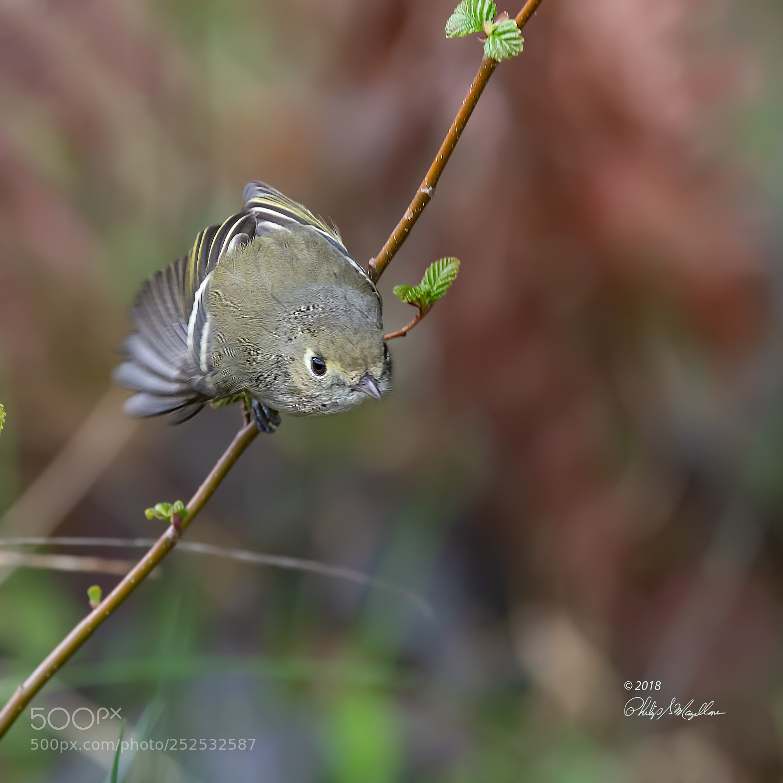 Nikon D500 sample photo. Ruby crowned kinglet taking photography