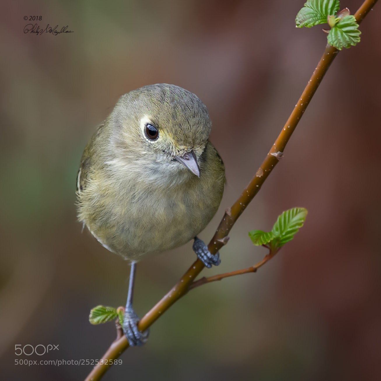 Nikon D500 sample photo. Ruby crowned kinglet photography