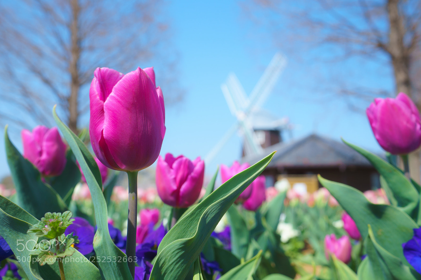 Sony a6500 sample photo. Tulips and windmill photography