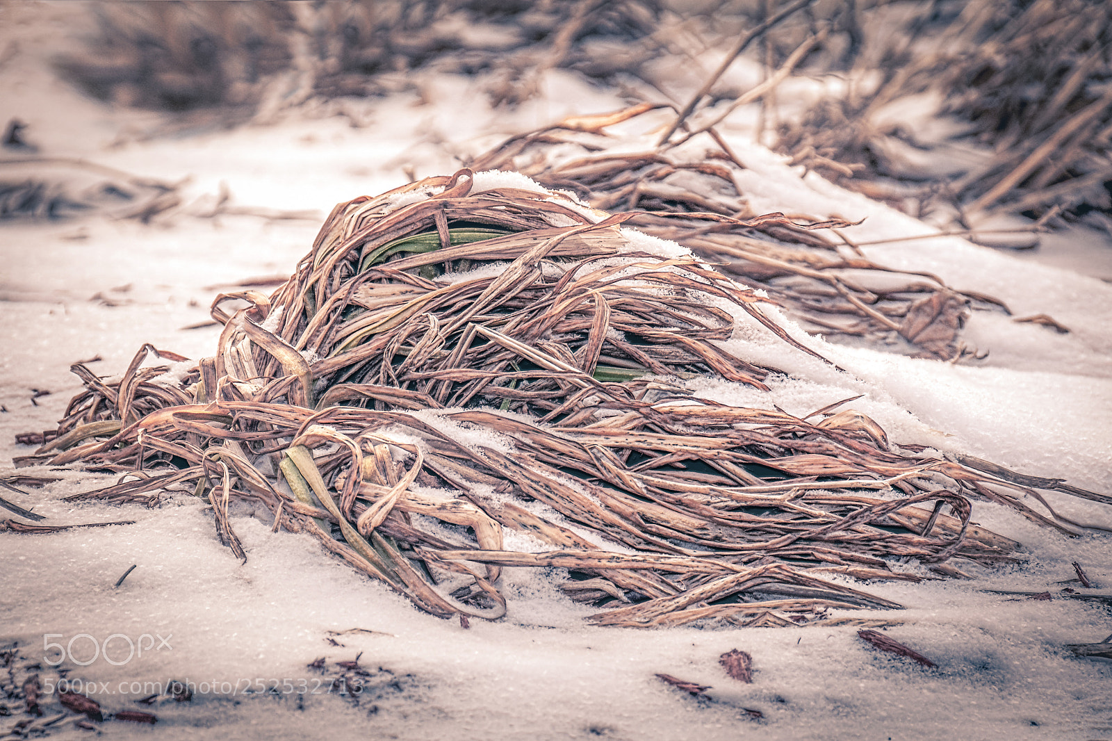 Nikon D90 sample photo. Frozen nature photography