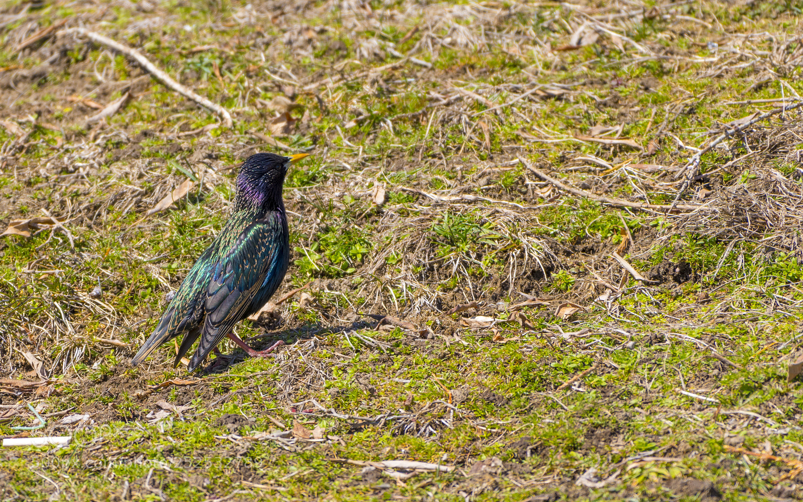 Nikon D810 sample photo. European starling (sturnus vulgaris) photography