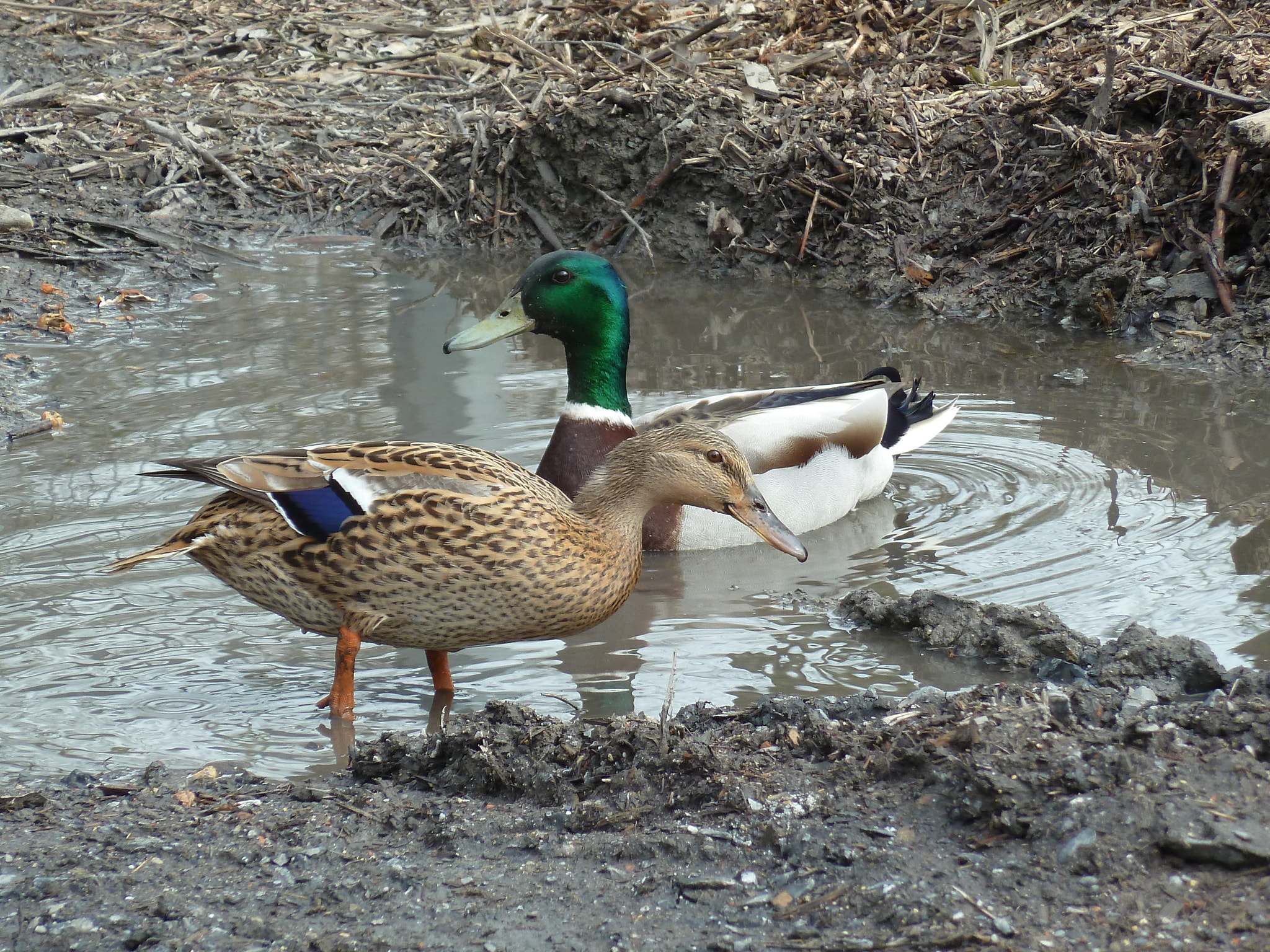 Panasonic Lumix DMC-ZS5 (Lumix DMC-TZ8) sample photo. Enten/hauptsache wasser photography