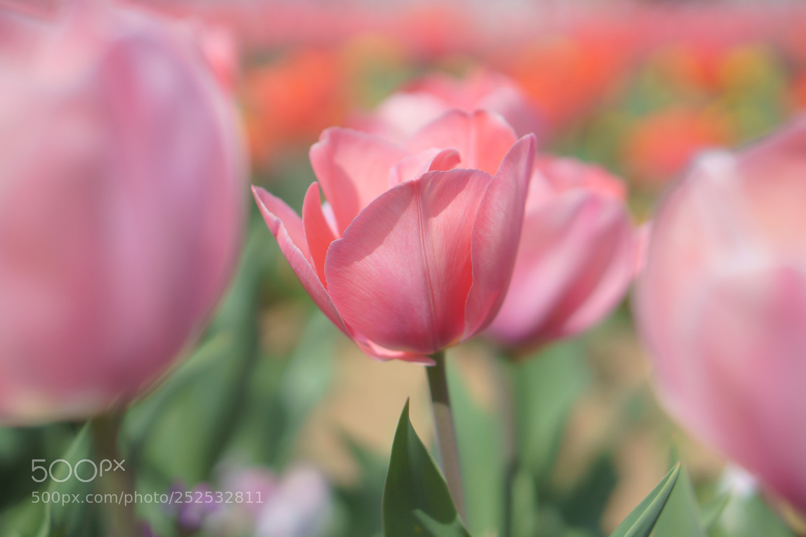 Sony a6500 sample photo. Pink tulip photography
