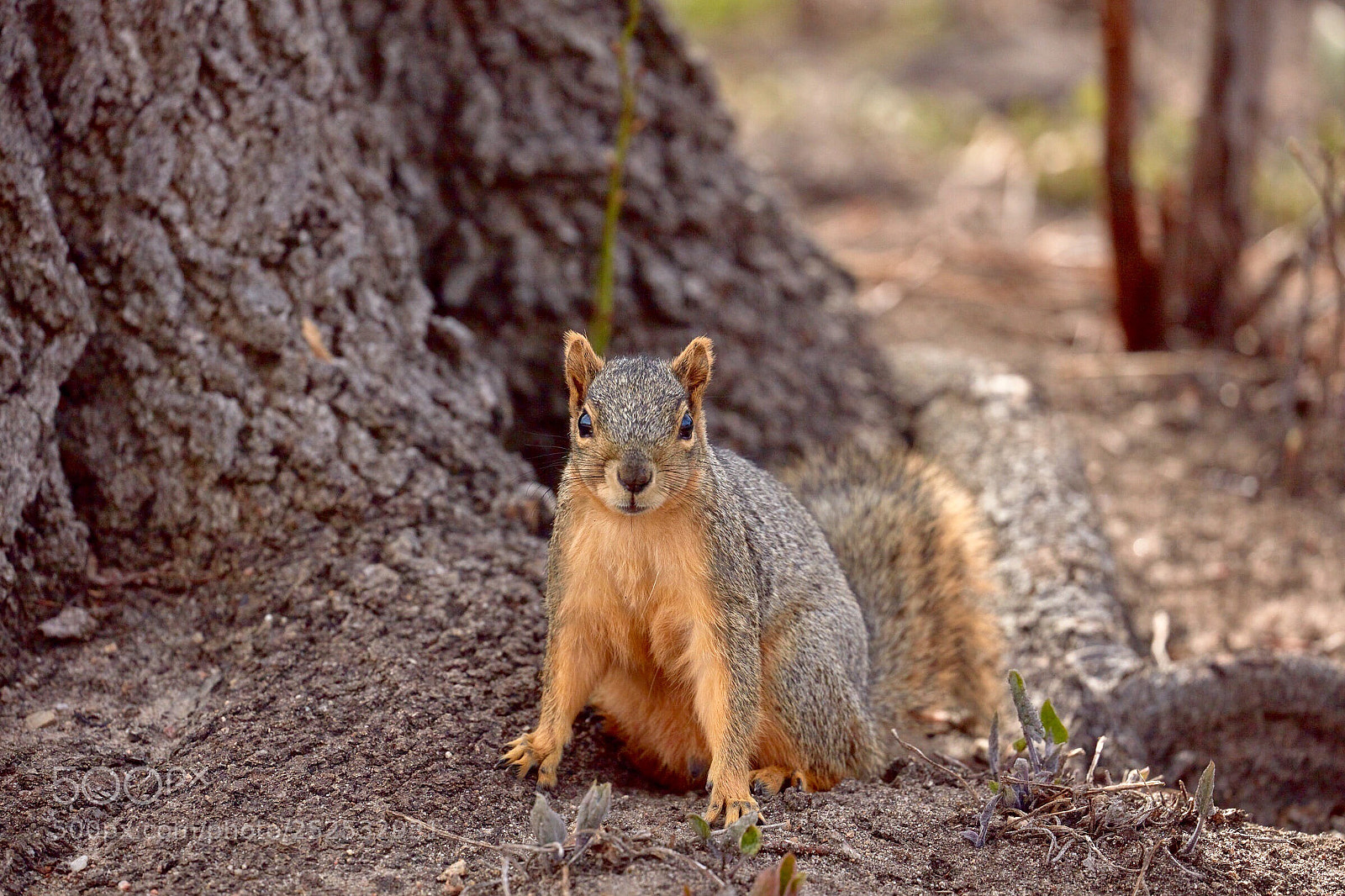 Canon EOS 5DS R sample photo. Squirreling around photography