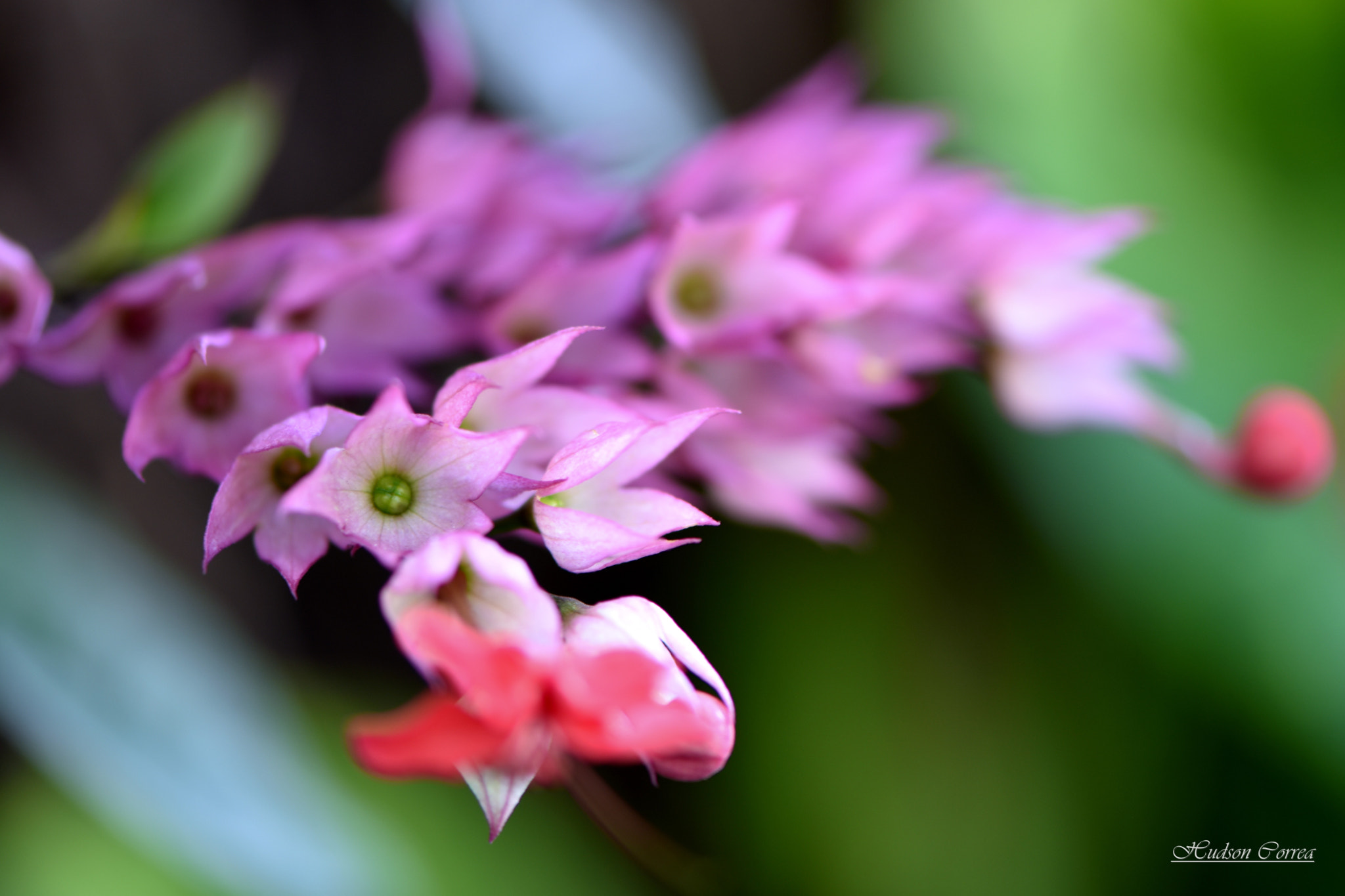 Nikon AF-S Micro-Nikkor 105mm F2.8G IF-ED VR sample photo. Coração sangrento photography