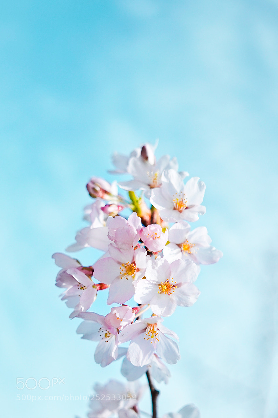 Sony Alpha a5000 (ILCE 5000) sample photo. Spring 2018 - a photography