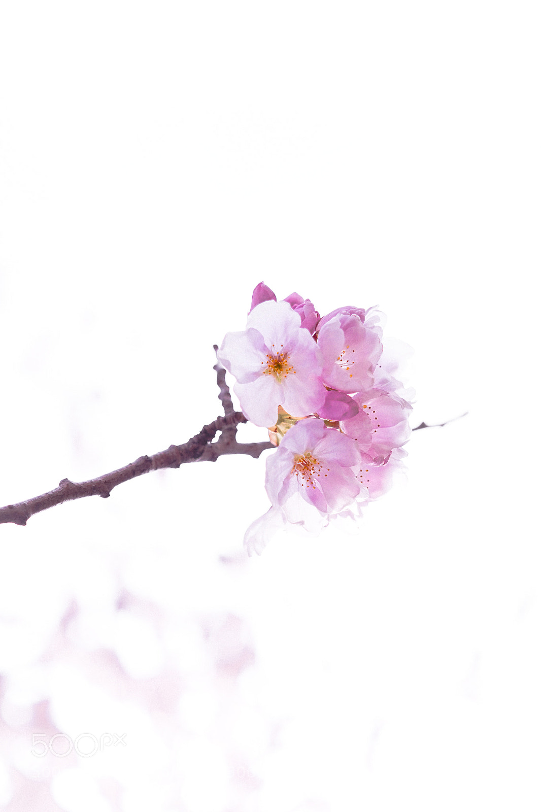 Sony Alpha a5000 (ILCE 5000) sample photo. Spring 2018 - b photography