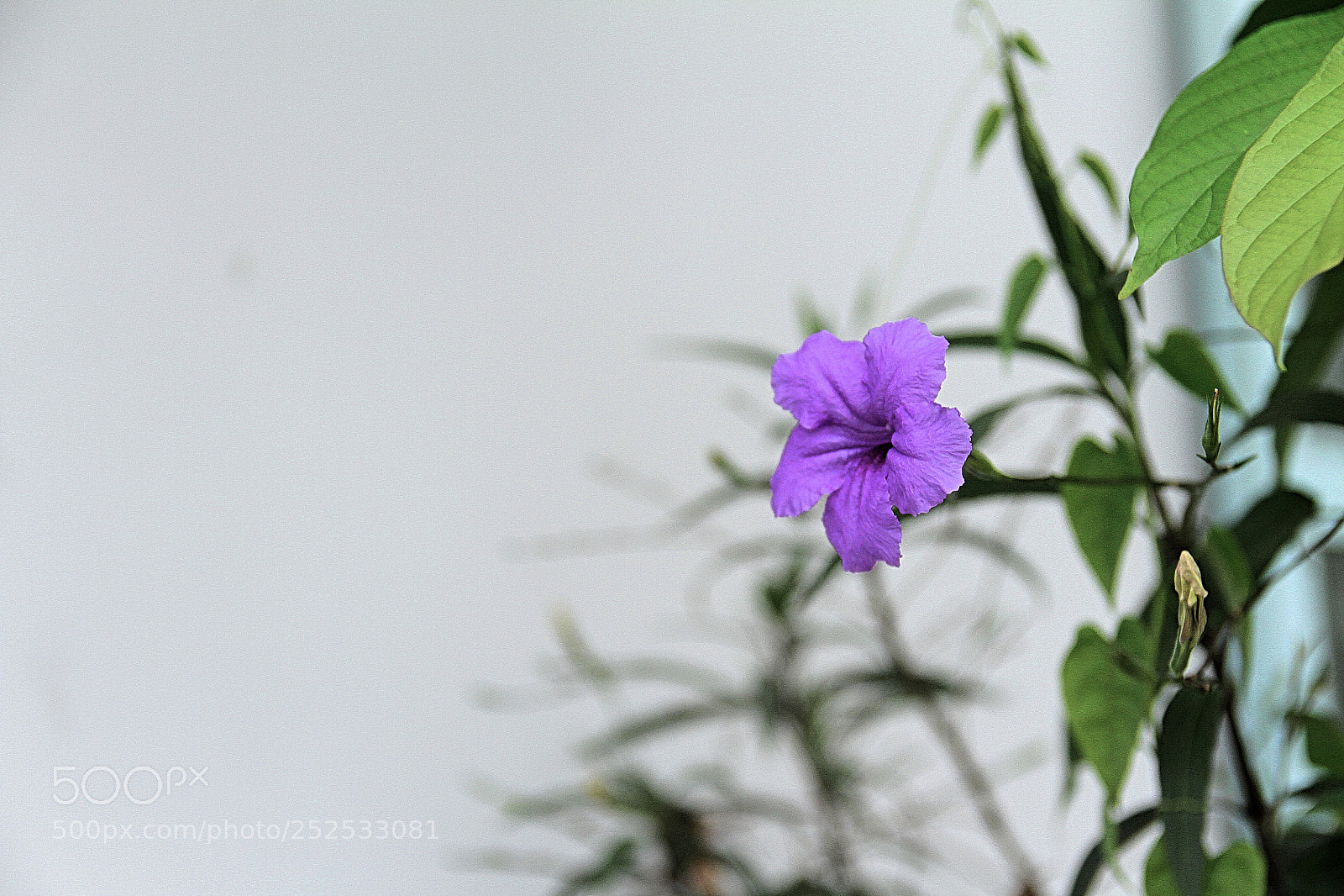Canon EOS 7D sample photo. Flower of today photography