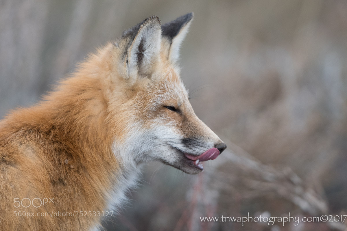 Nikon D500 sample photo. Licking one's chops photography