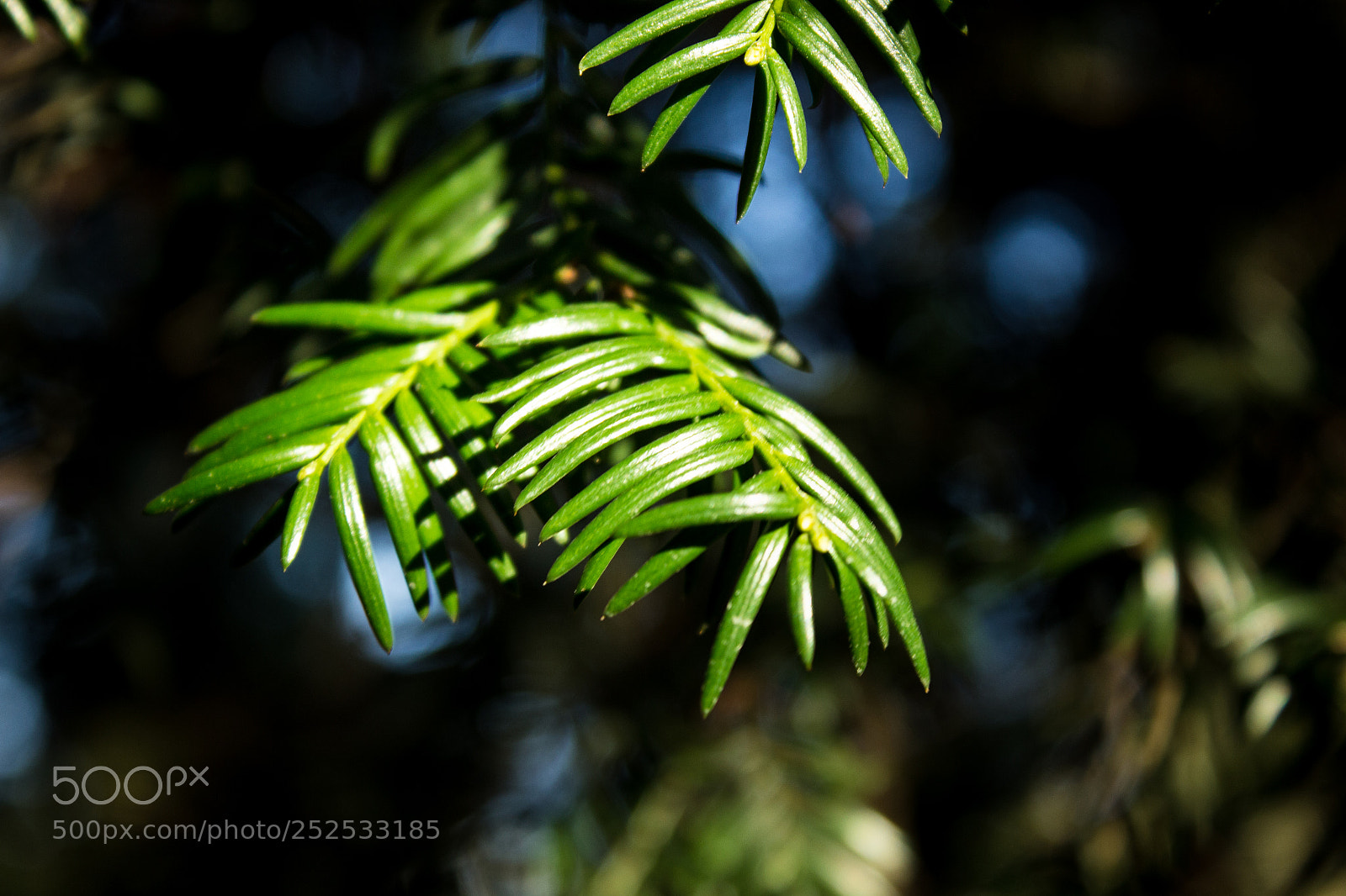 Canon EOS 600D (Rebel EOS T3i / EOS Kiss X5) sample photo. Aiguilles vertes photography