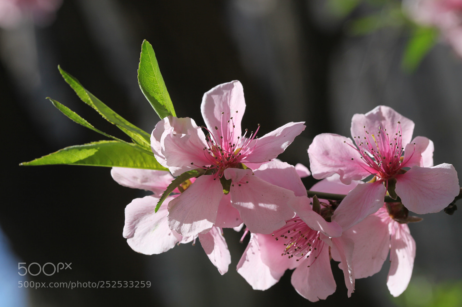 Canon EOS 5D Mark II sample photo. Untitled photography