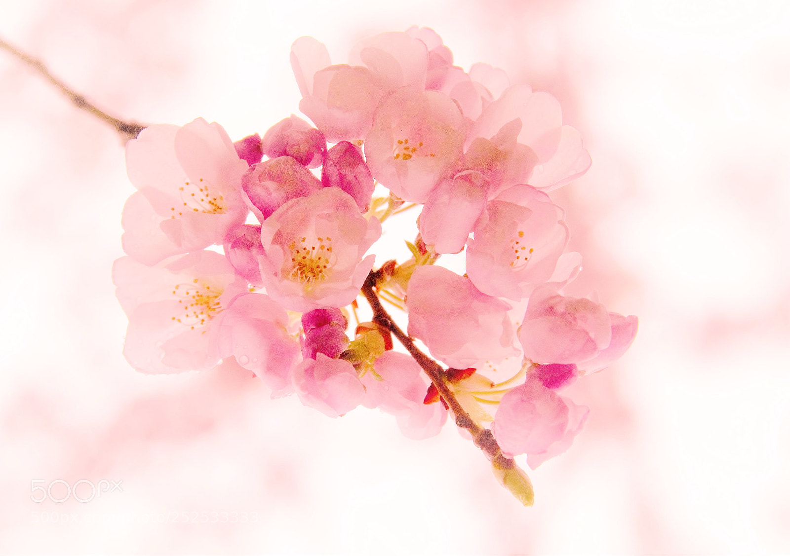 Canon EOS 60D sample photo. "shy" -- "羞“ photography