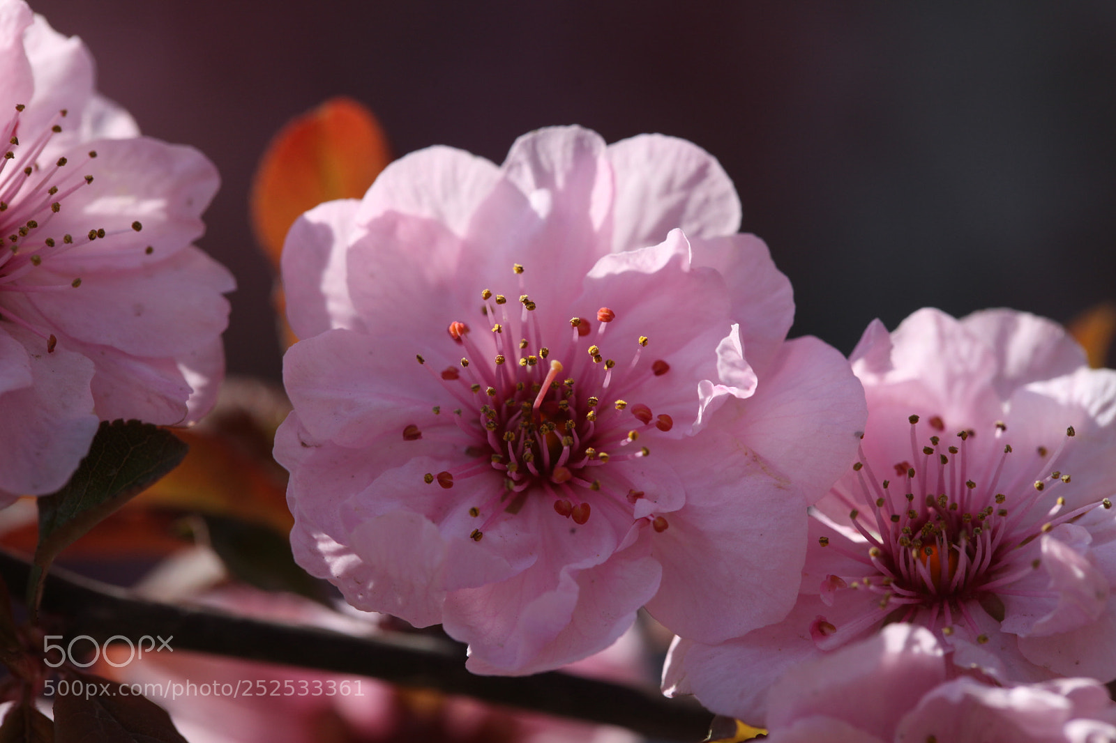Canon EOS 5D Mark II sample photo. Untitled photography