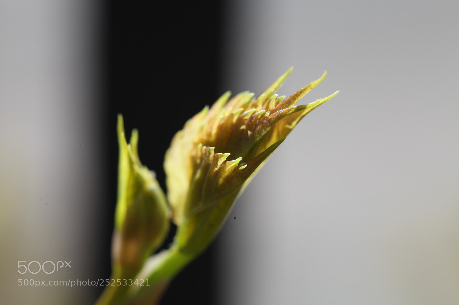 Canon EOS 5D Mark II sample photo. Untitled photography