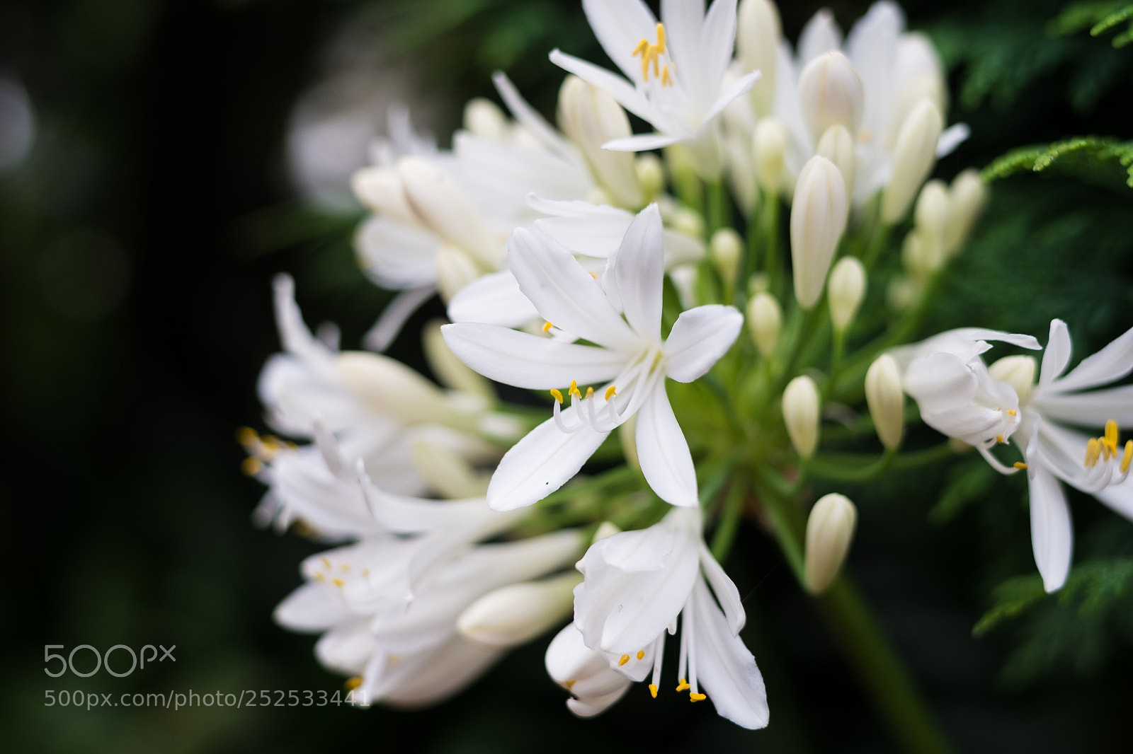 Fujifilm X-Pro1 sample photo. Delicate photography
