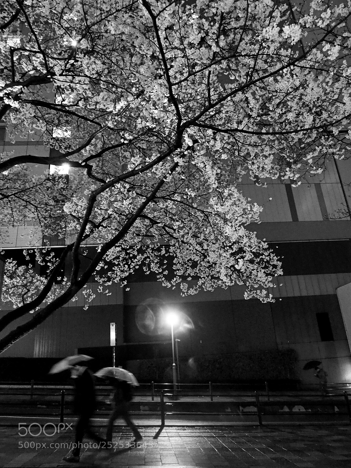 Olympus OM-D E-M5 II sample photo. Cherry trees along the photography