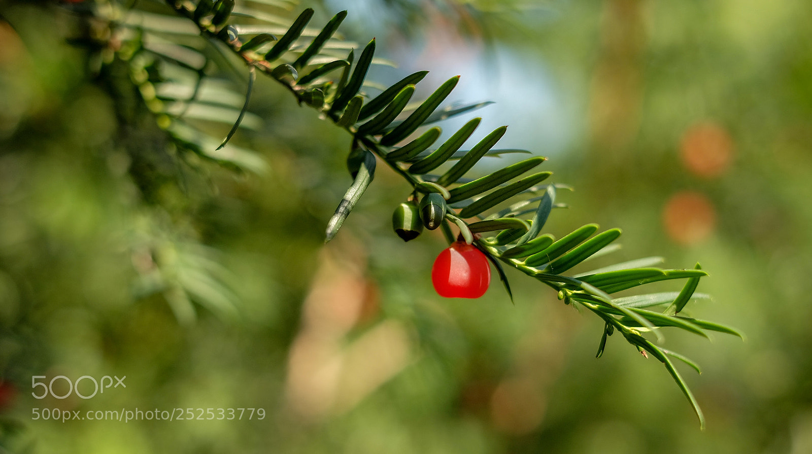 Fujifilm X-A1 sample photo. Taxus baccata photography