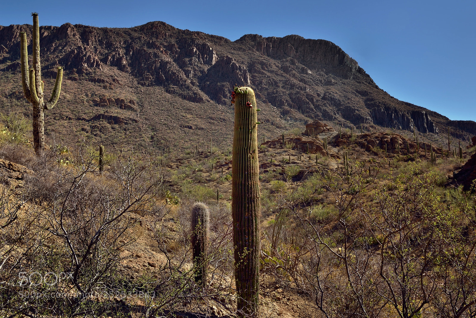 Nikon D800E sample photo. Saguaro cactus and a photography