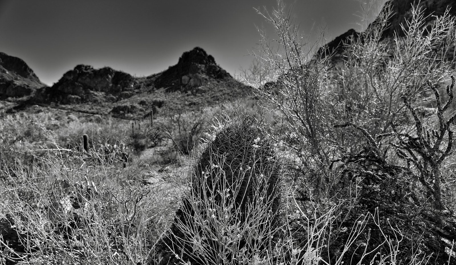 Nikon D800E sample photo. A view back to photography