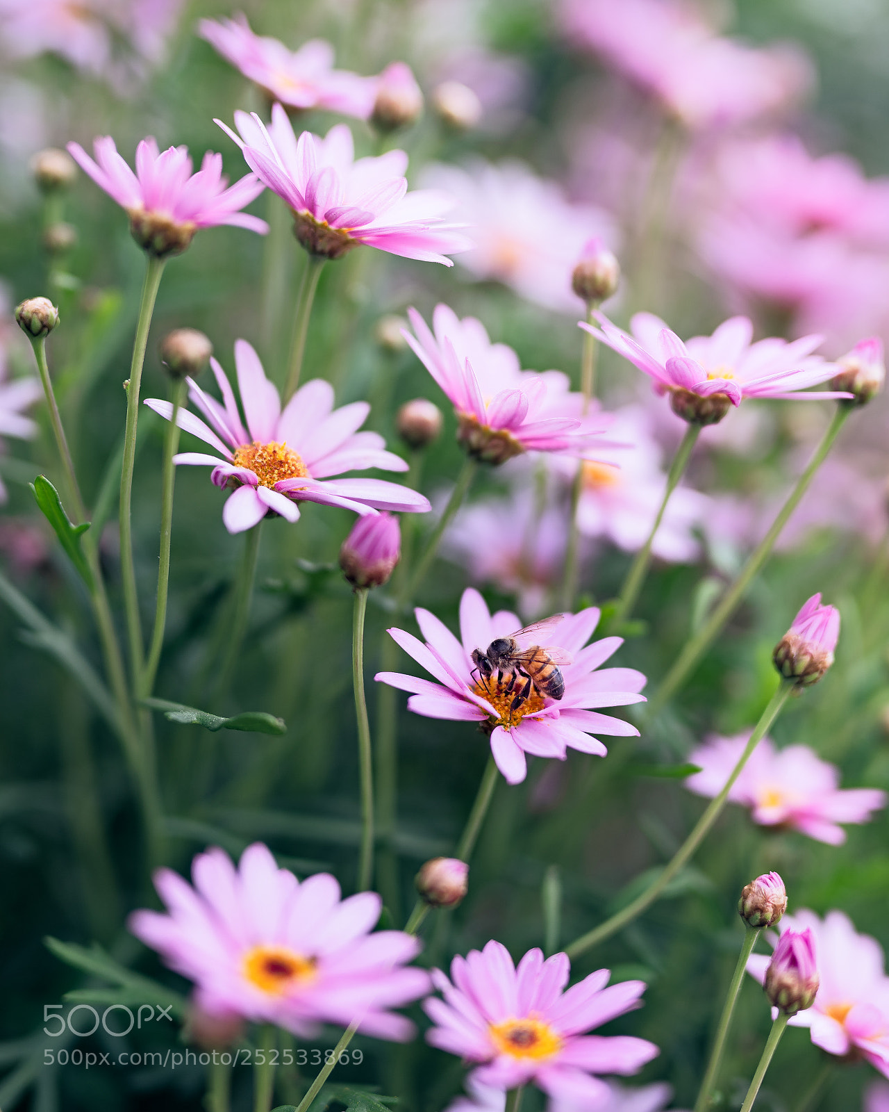 Sony a7R III sample photo. Sweet flowers blossom photography