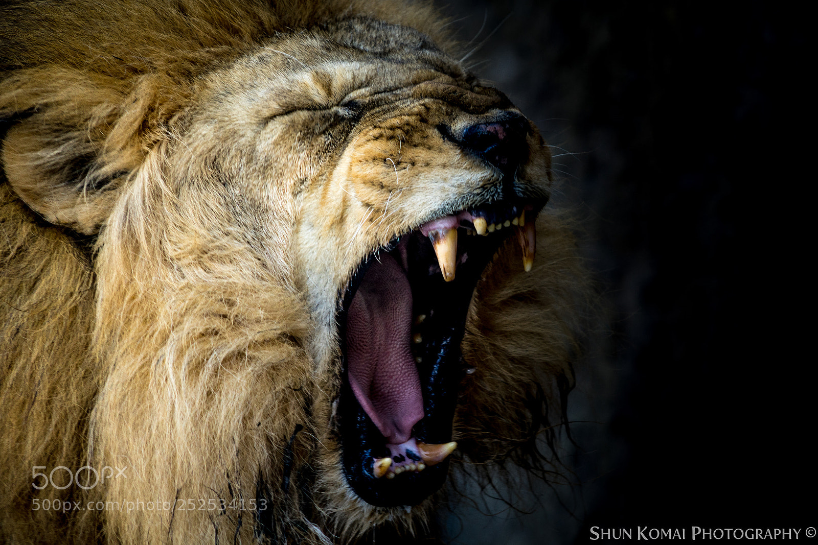 Sony a7 sample photo. Sleepy lion photography