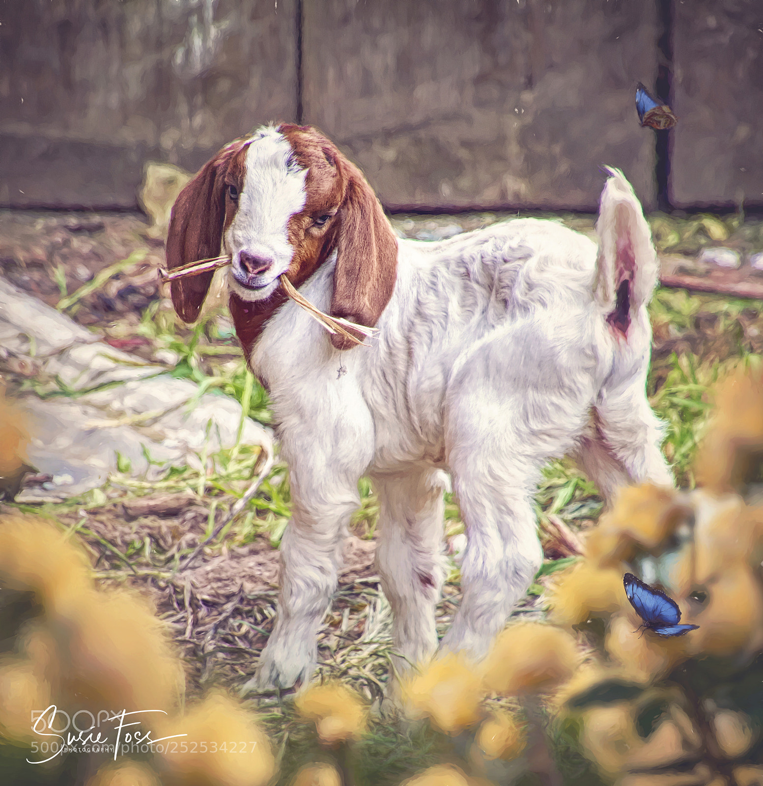 Canon EOS 70D sample photo. Playful photography