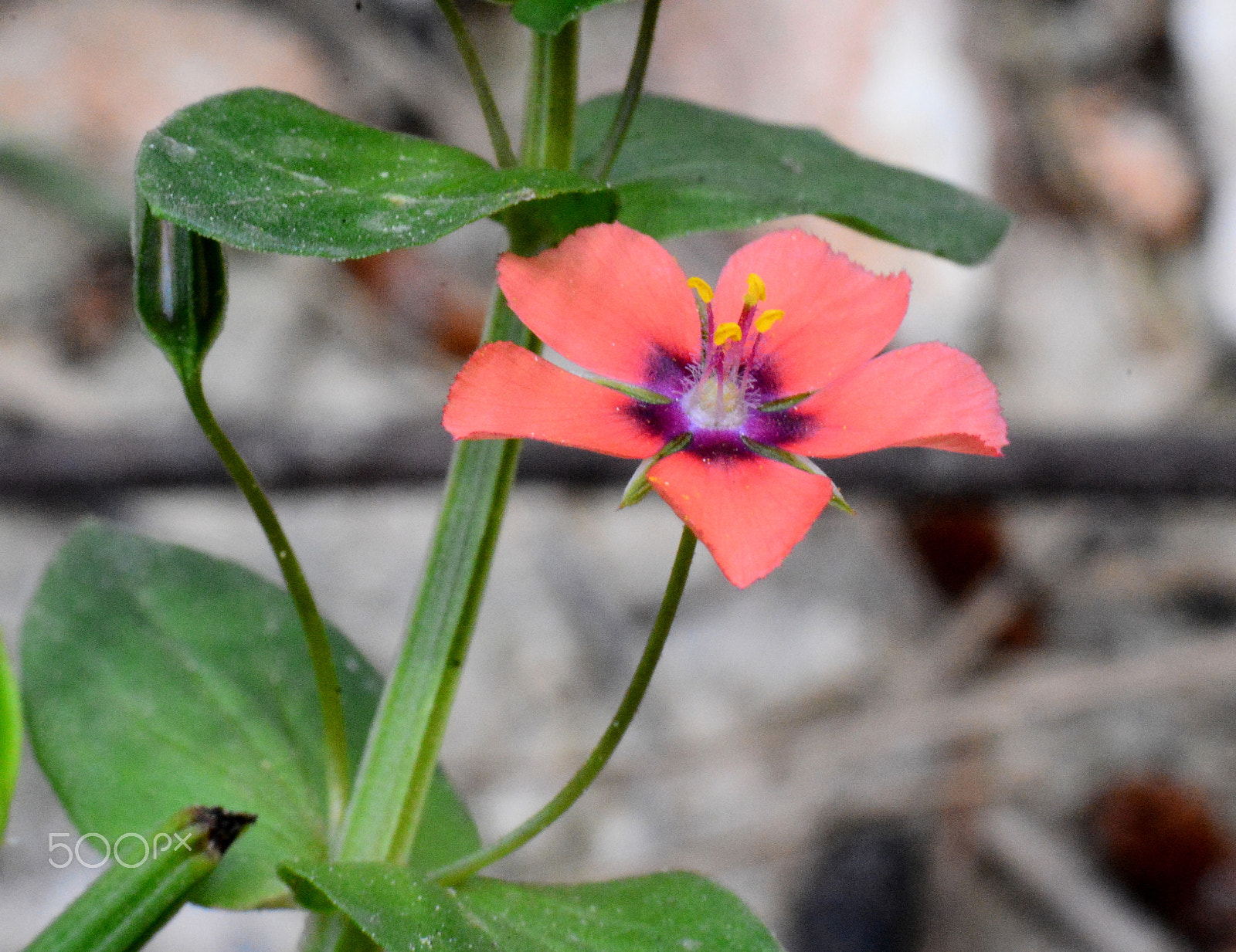 Nikon AF-S Micro-Nikkor 105mm F2.8G IF-ED VR sample photo