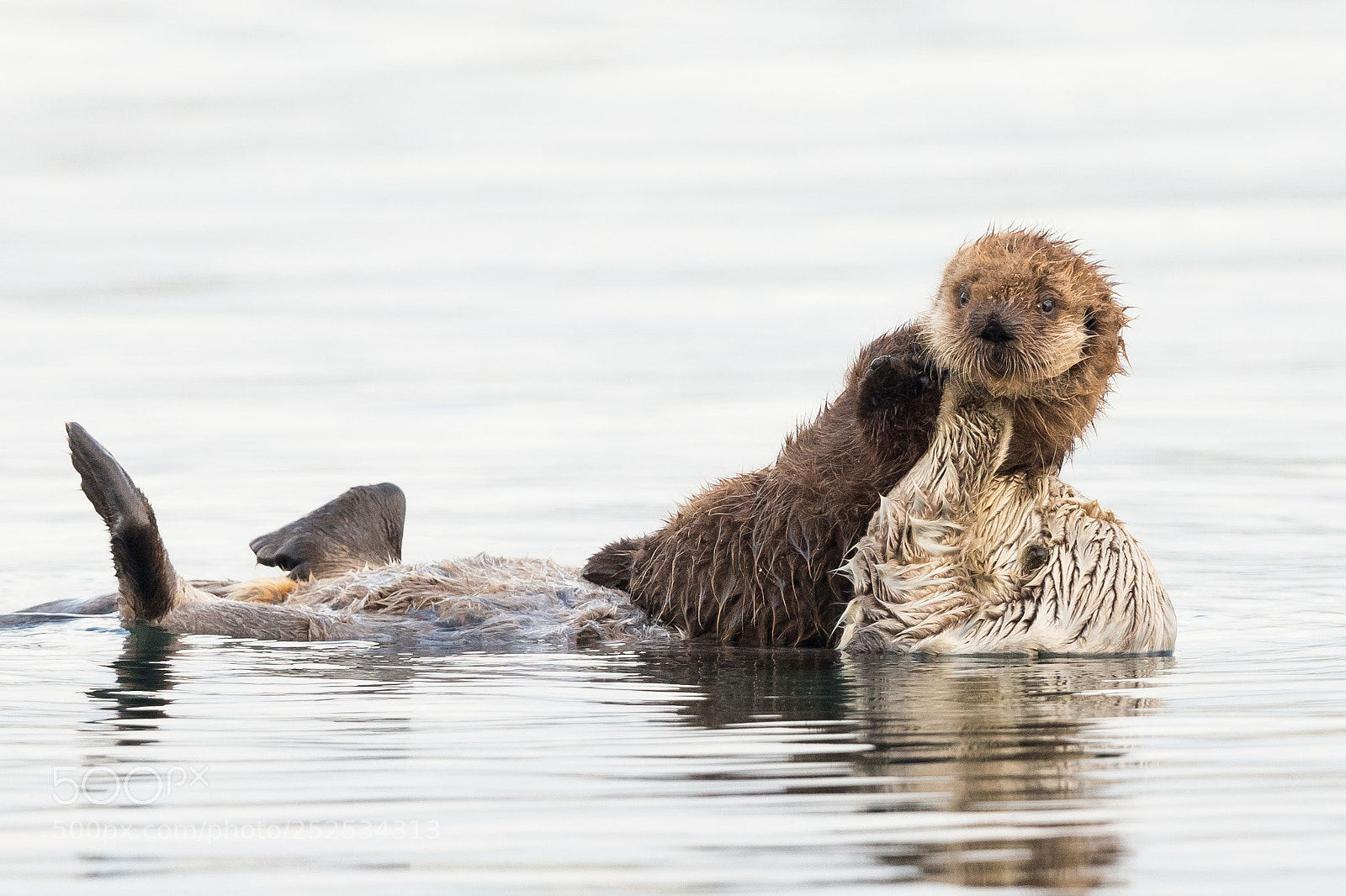 Canon EOS-1D X sample photo. Sea otters mom and photography