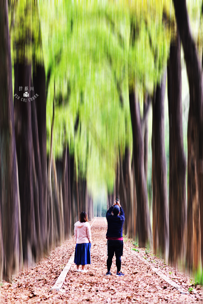 Nikon D810 sample photo. 綠色隧道 photography