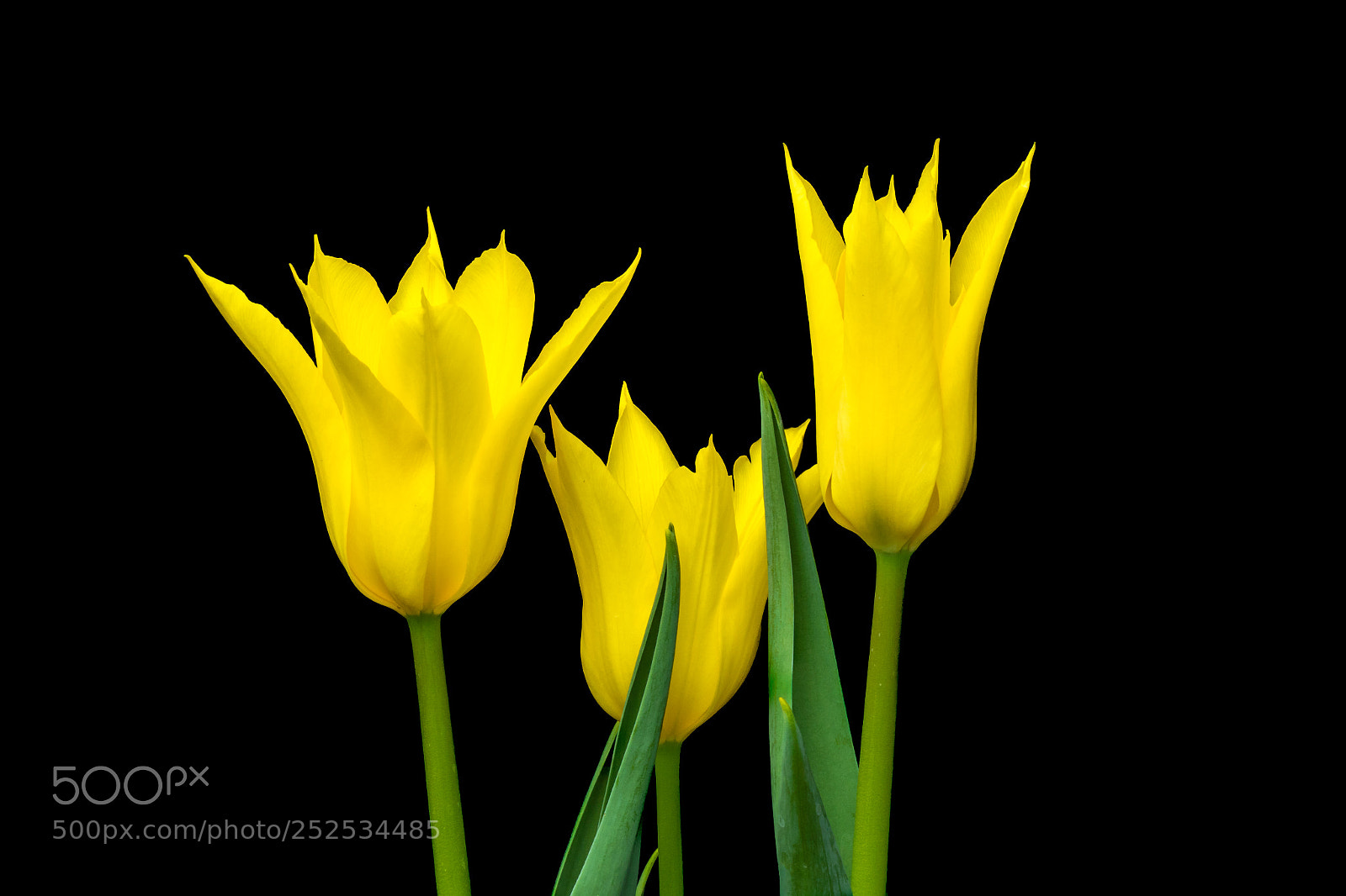 Canon EOS 7D Mark II sample photo. Lily flowering tulips  photography