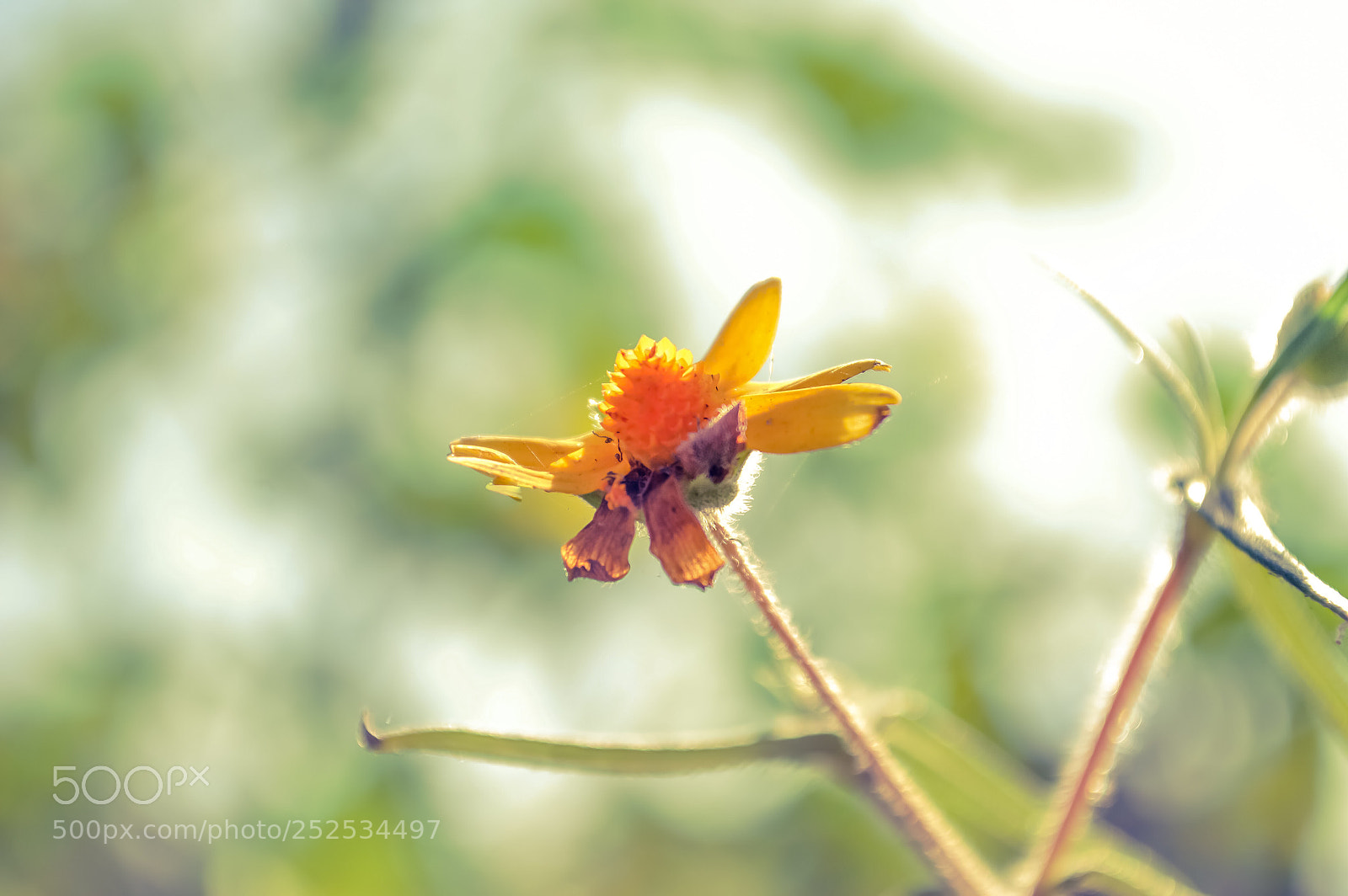 Nikon D3200 sample photo. Pequeña flor  photography
