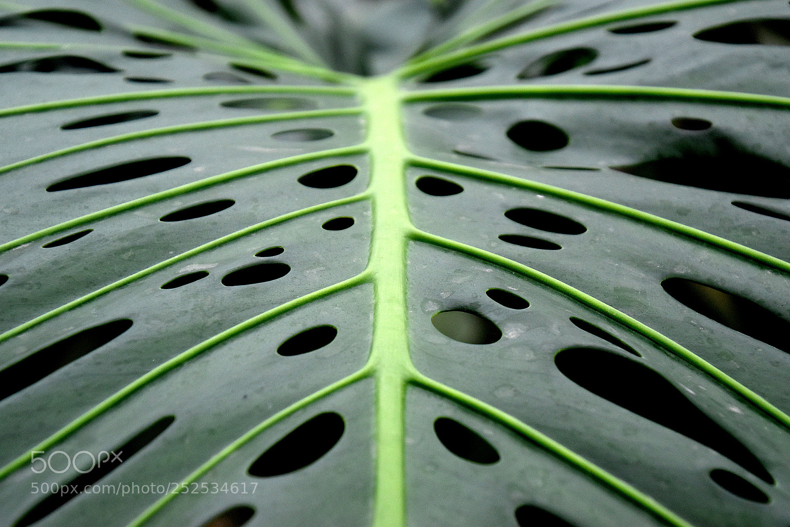 Nikon D5500 sample photo. Geometría natural photography