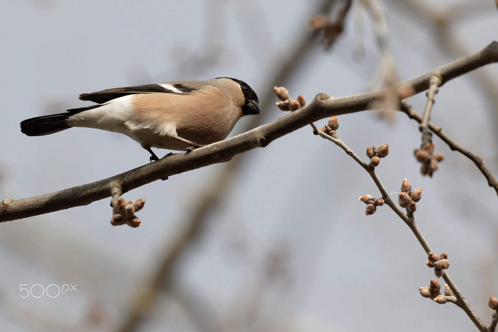Canon EOS 7D Mark II sample photo. Bullfinch photography