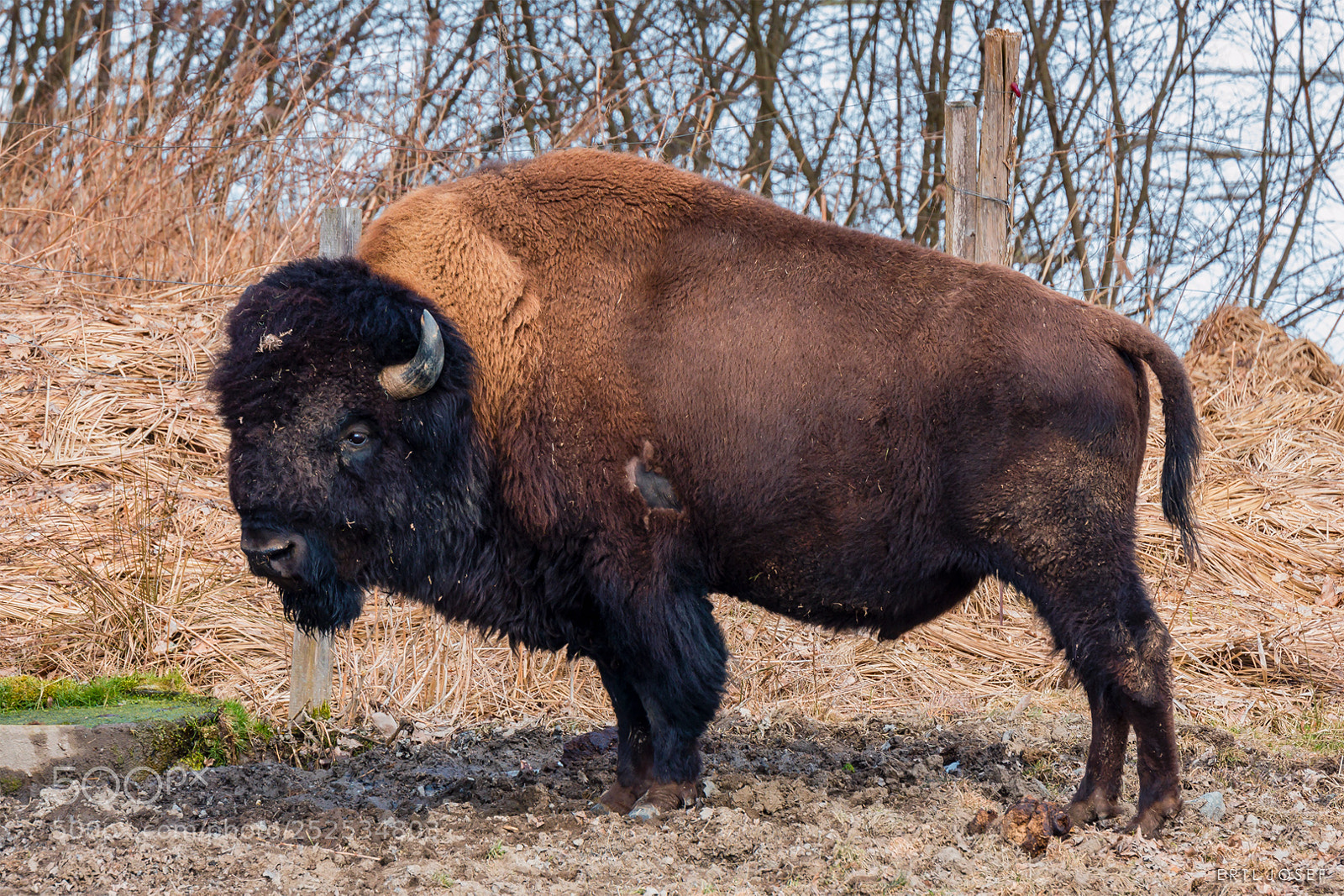 Canon EOS 70D sample photo. Bison photography