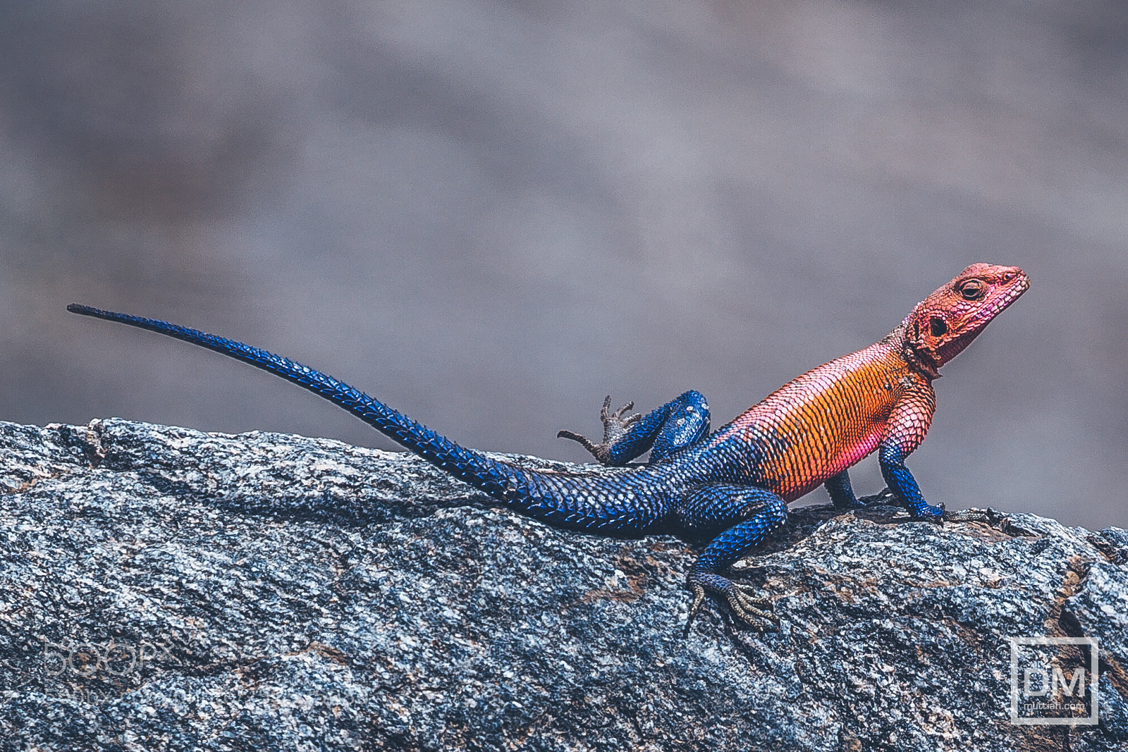 Canon EOS 5D Mark II sample photo. Serengeti national park photography