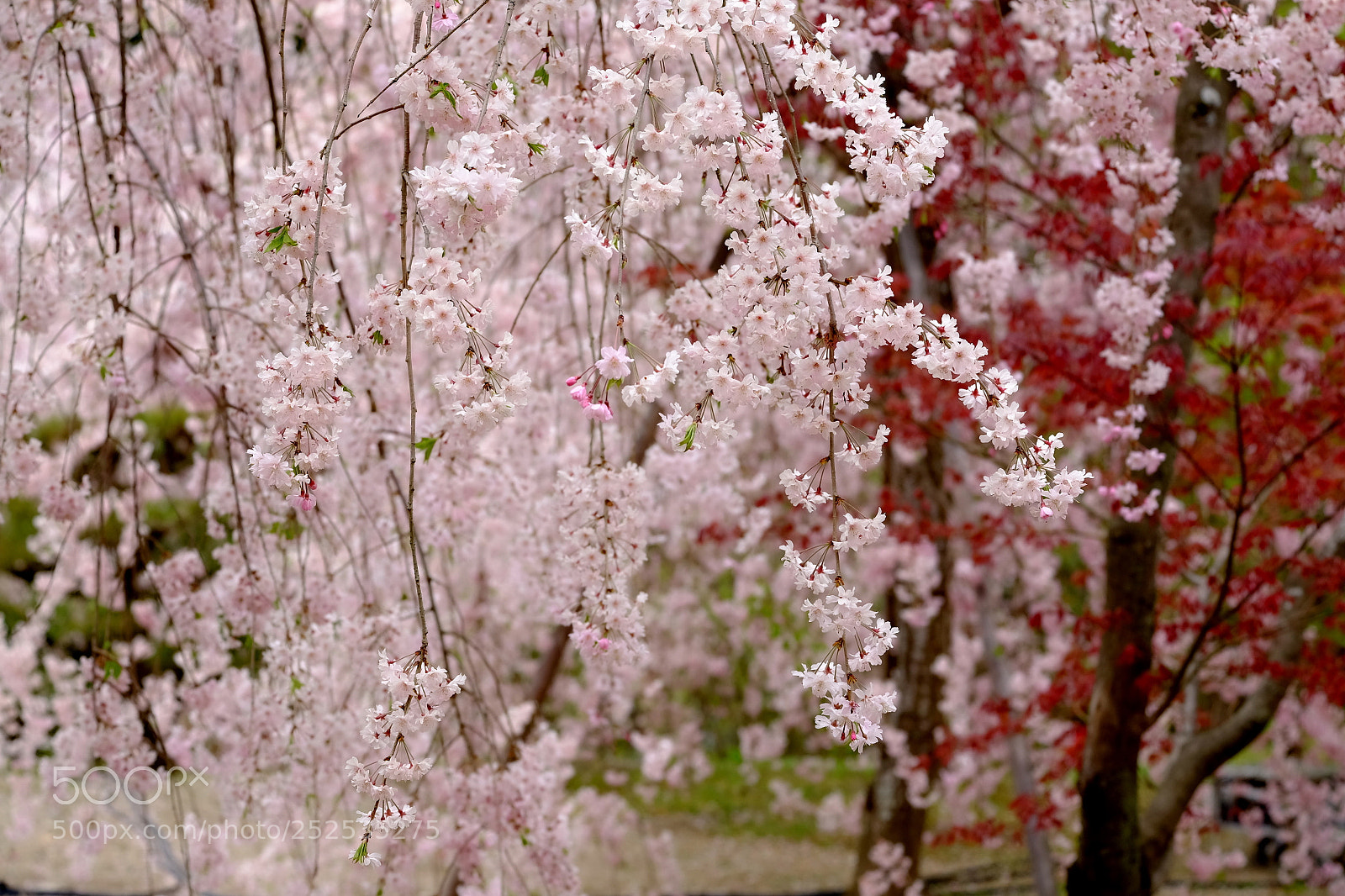 Fujifilm X-T1 sample photo. Weeping cherry tree photography