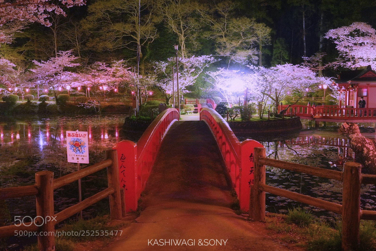 Sony a7 II sample photo. Blooming at night photography