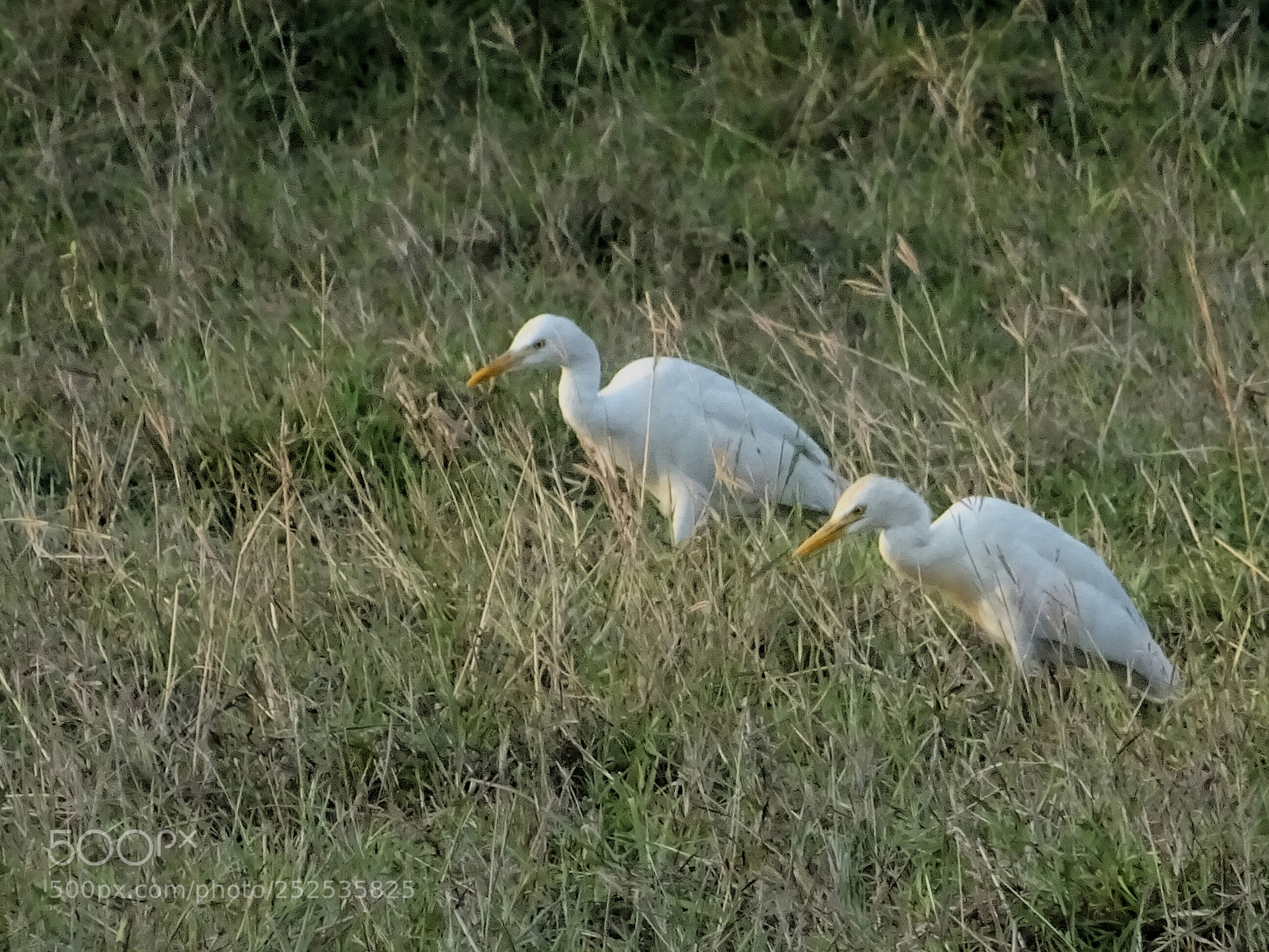 Sony DSC-HX60V sample photo. Birds photography