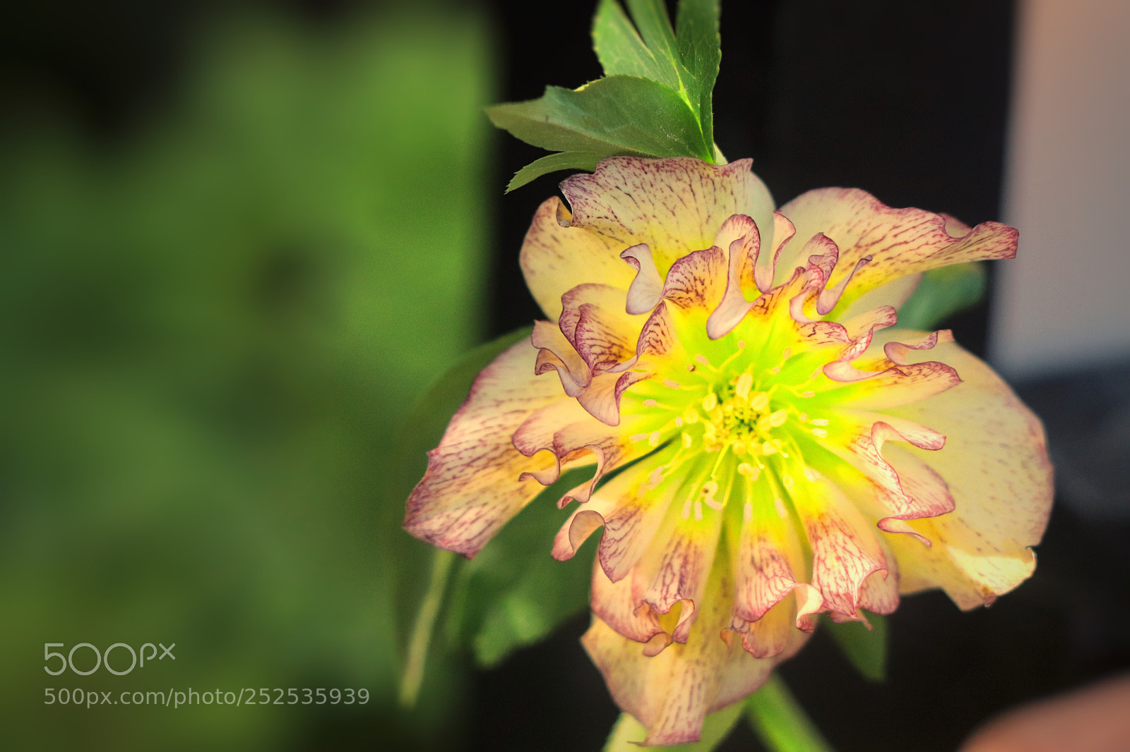Canon EOS 800D (EOS Rebel T7i / EOS Kiss X9i) sample photo. A glowing bloom.  photography