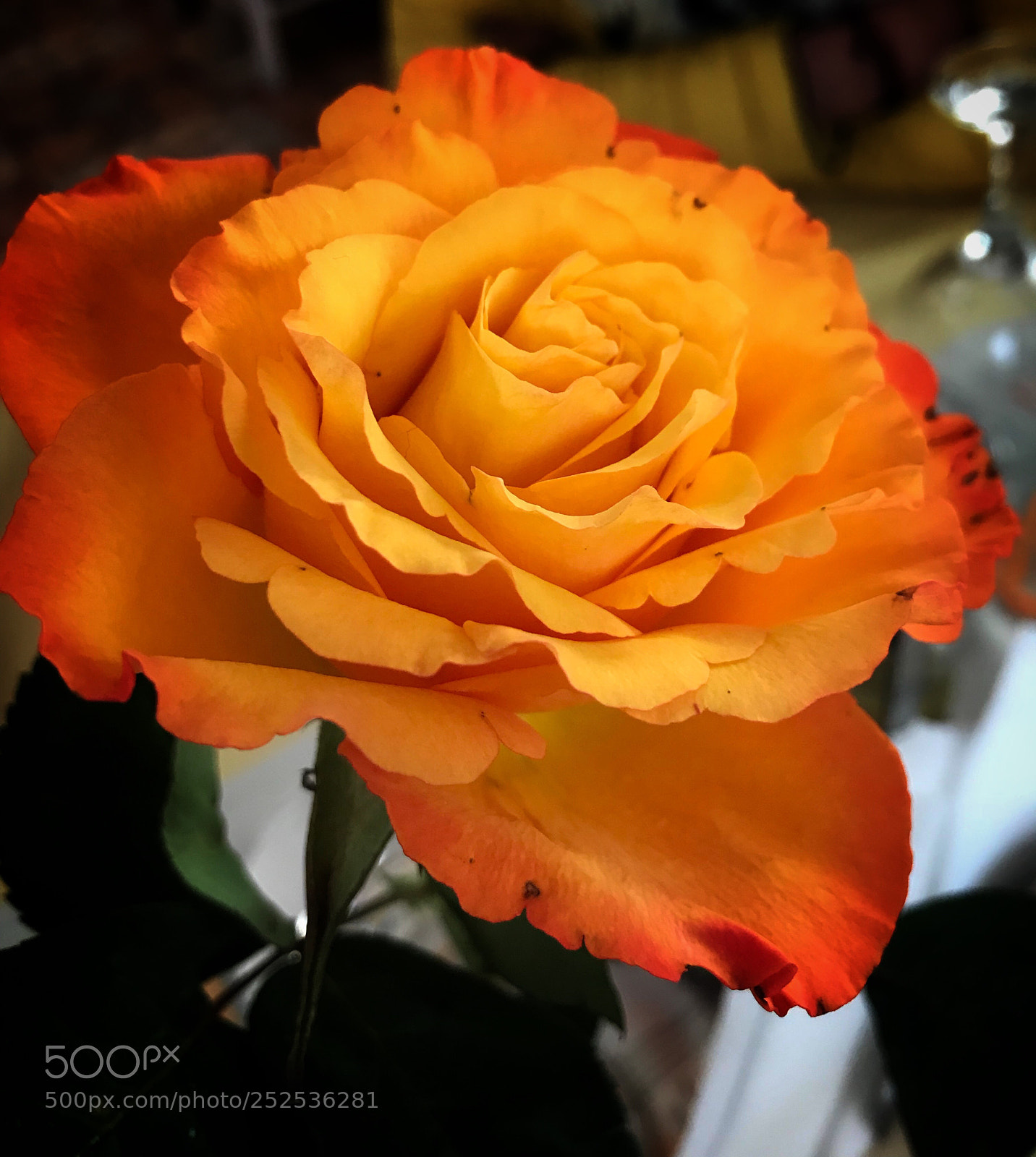 Apple iPhone 7 sample photo. Orange rose  photography
