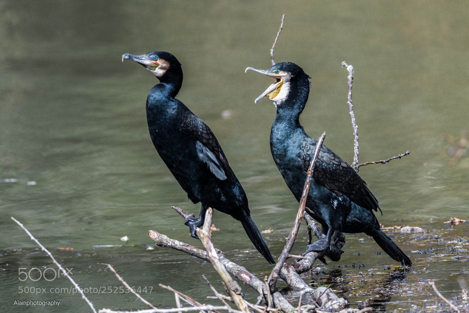 Nikon D7500 sample photo. Cormorans photography