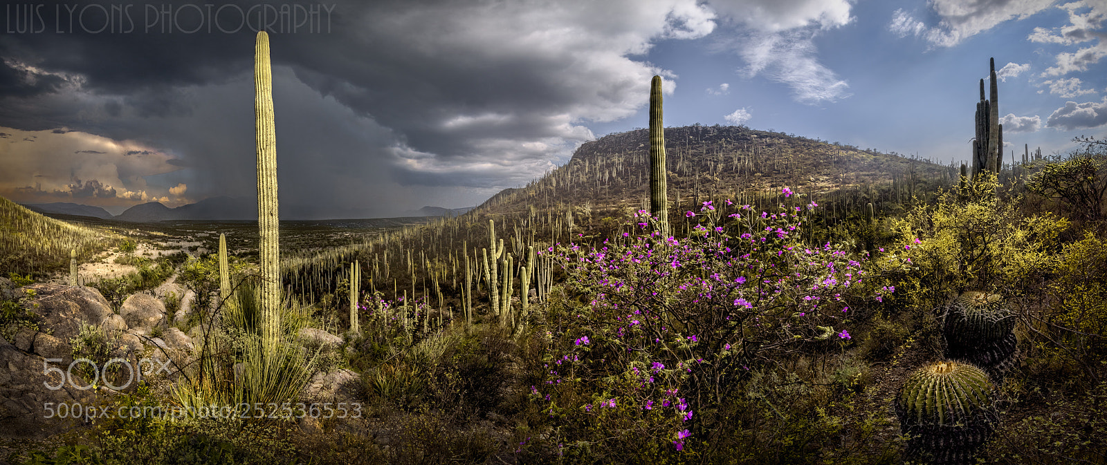 Nikon D5500 sample photo. Spring desert rainstorm photography