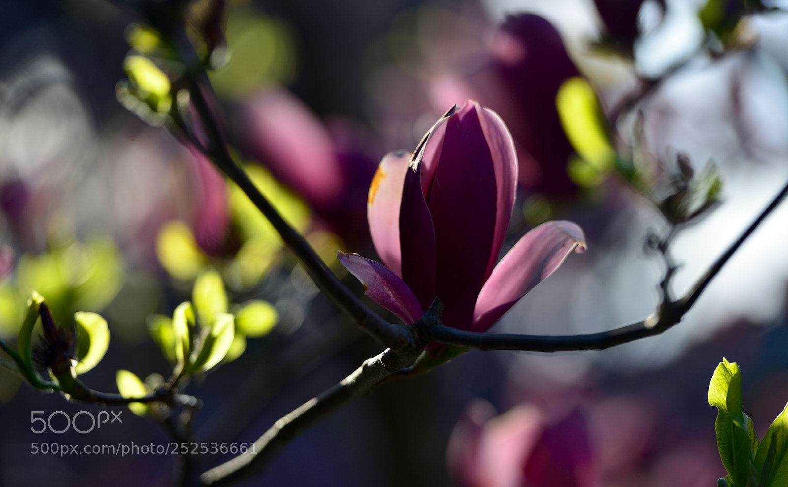Nikon D800 sample photo. 皇家玉兰 photography