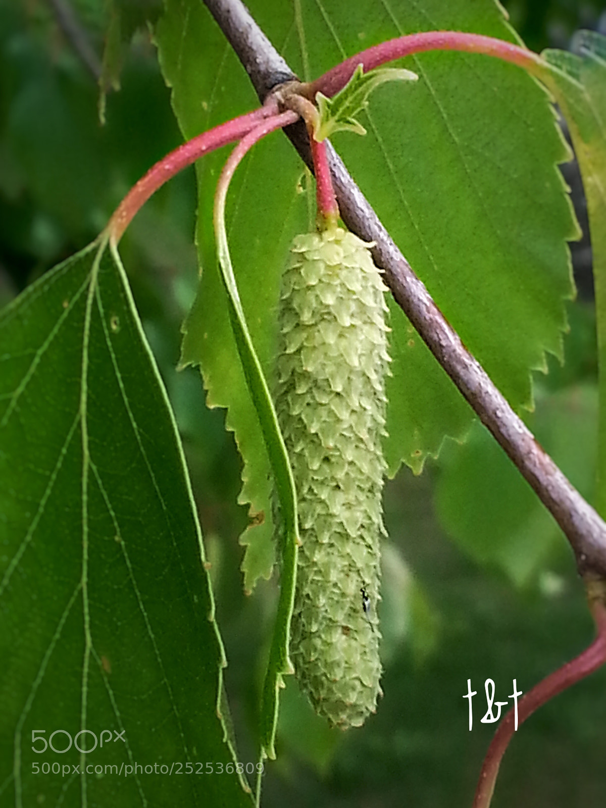Samsung Galaxy S3 sample photo. Untitled photography