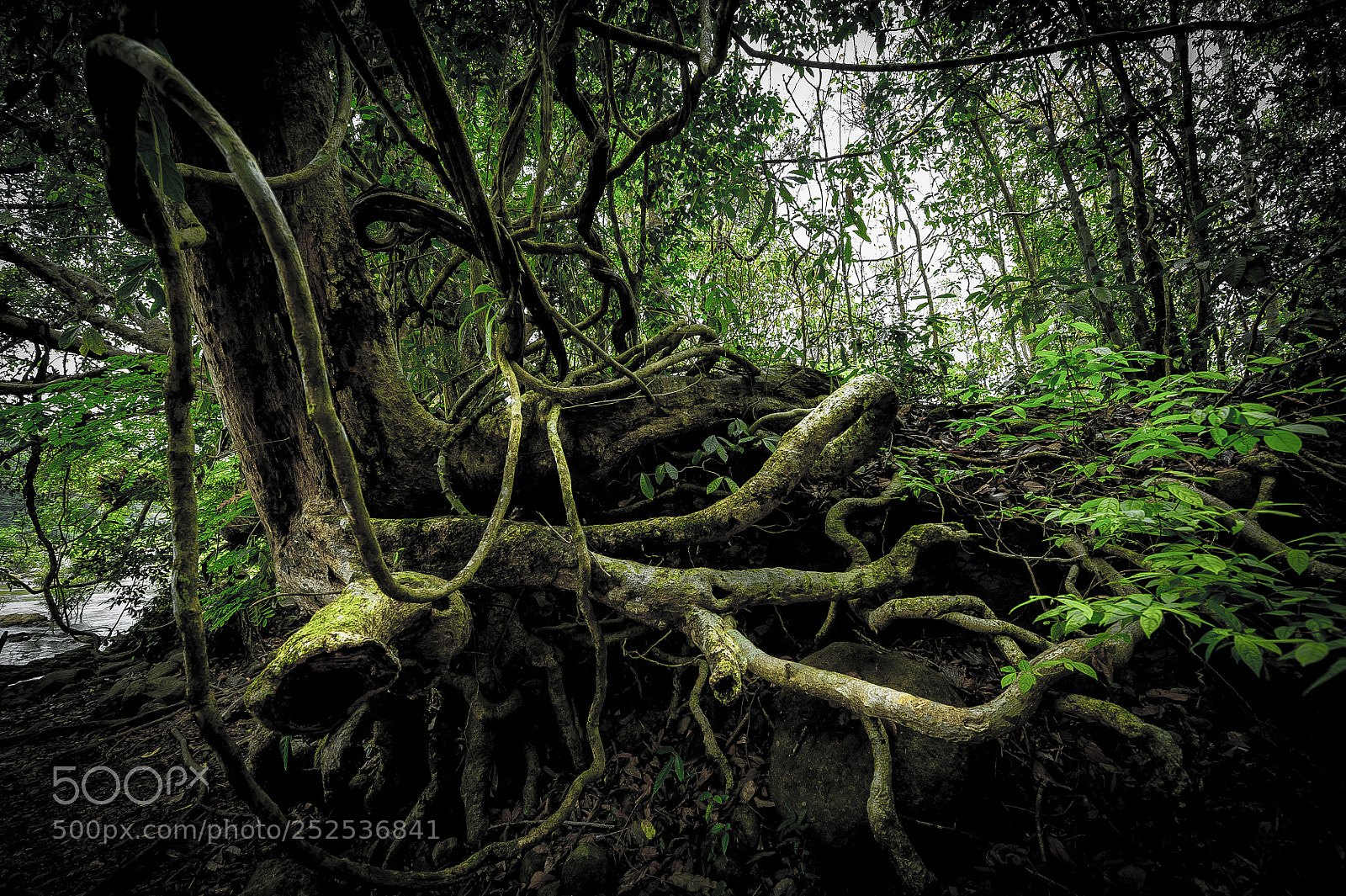 Nikon D700 sample photo. Tree of life photography