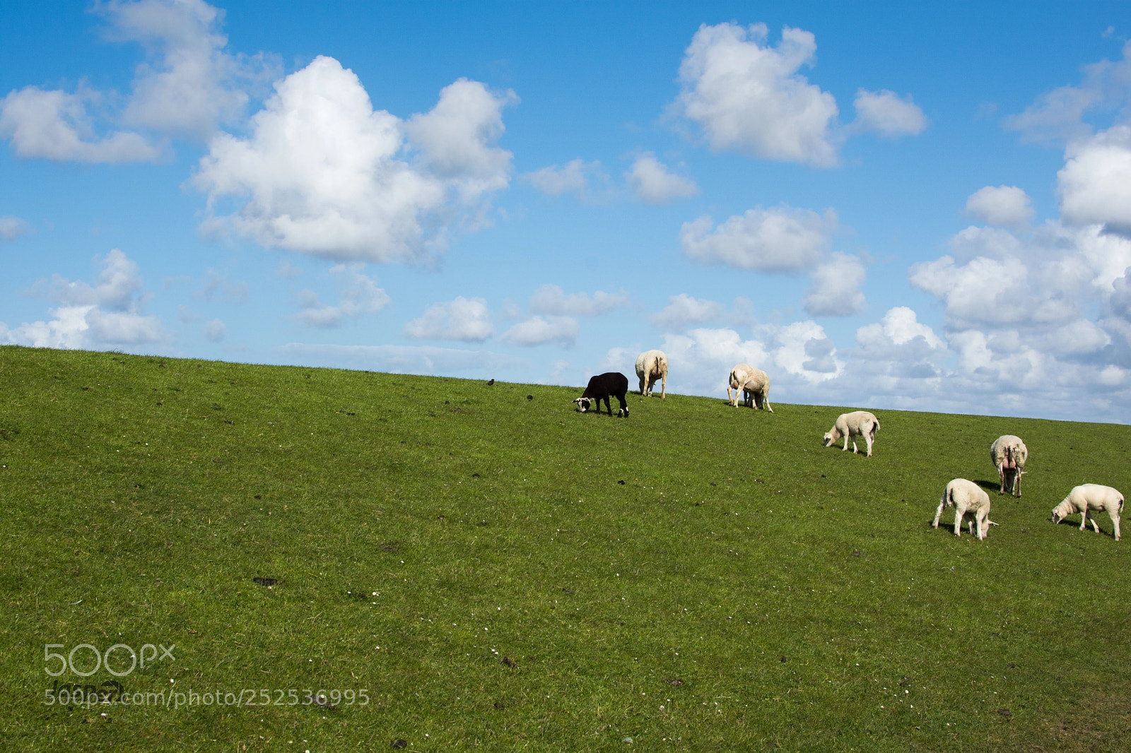 Nikon D7200 sample photo. Lambs photography