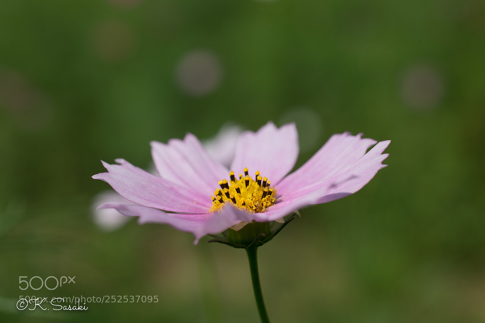 Nikon Df sample photo. Cosmos  photography