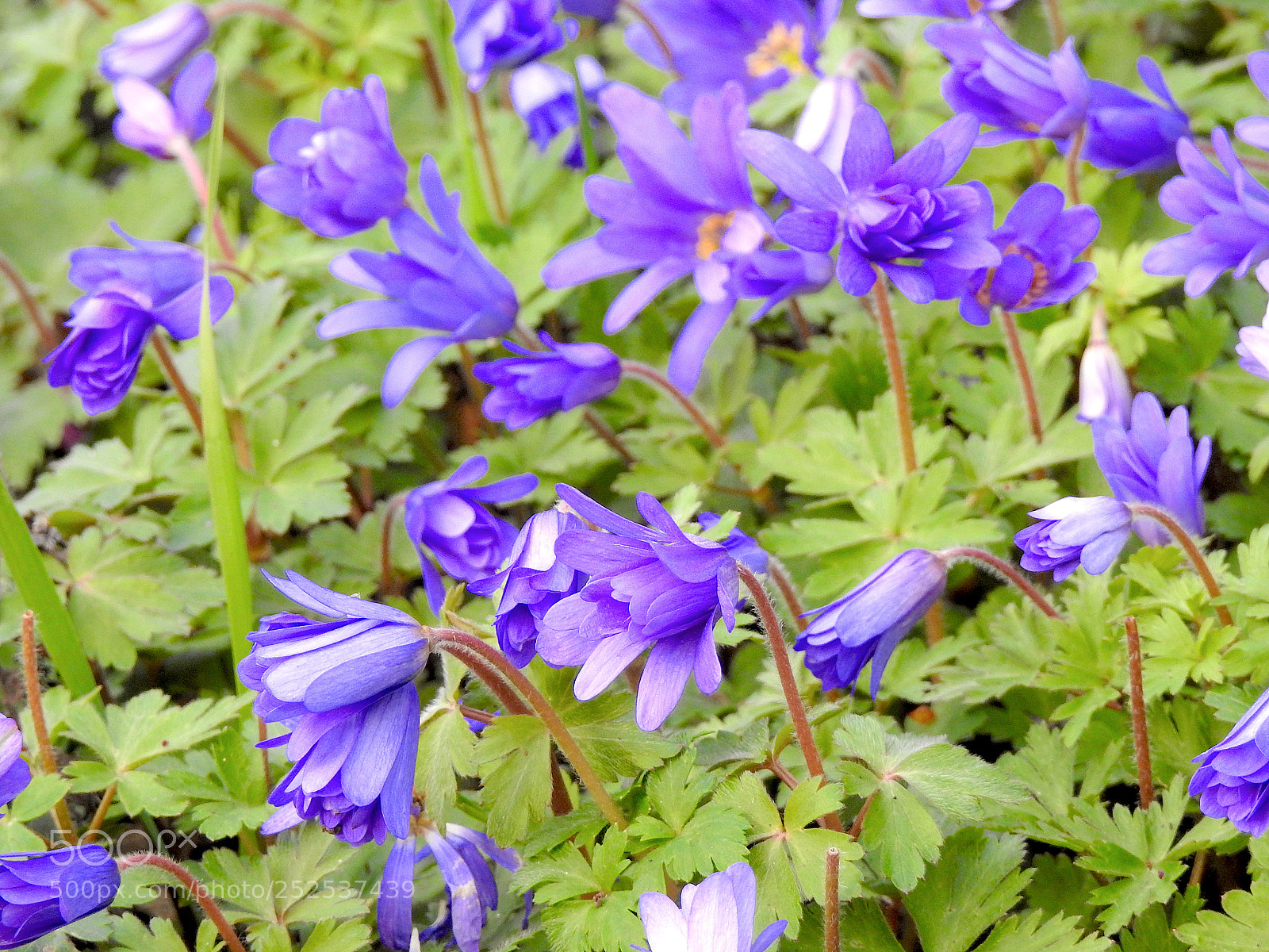 Nikon Coolpix P900 sample photo. Violet photography
