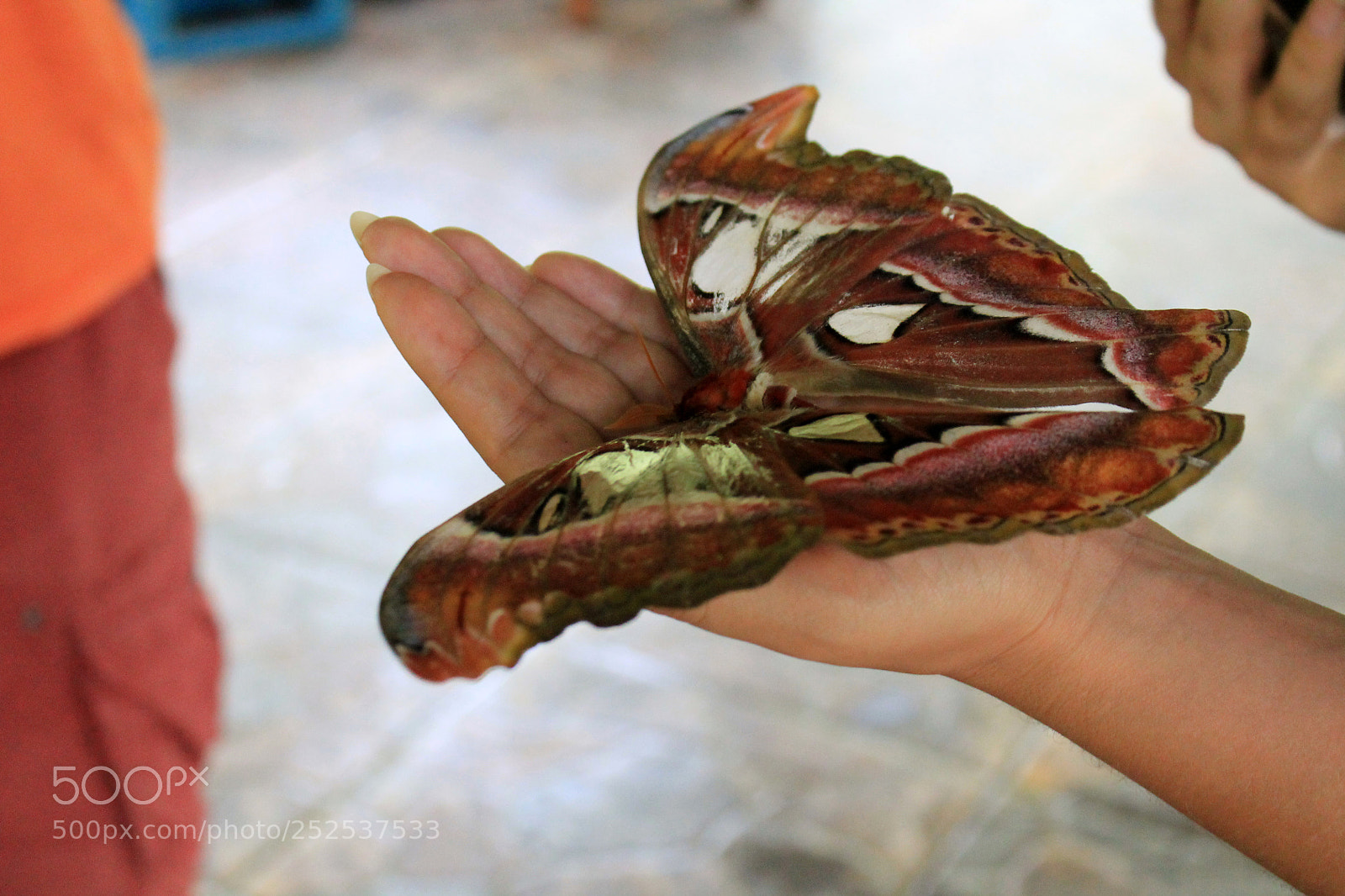 Canon EOS 1100D (EOS Rebel T3 / EOS Kiss X50) sample photo. Butterfly. photography